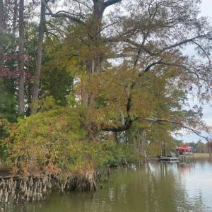 Photo #7 of 339 Neck O Land Road, Williamsburg, Virginia 2.9 acres