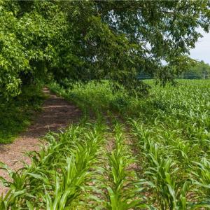 Photo #14 of 25+AC Woods Cross Road, Gloucester, Virginia 25.5 acres