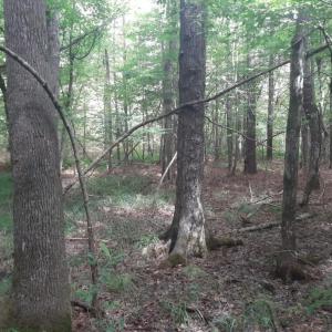 woods