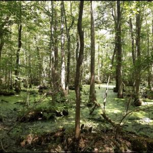 marsh