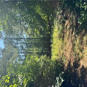 Photo #4 of Parcel 109C-4-5,6,7,8 &9, Painter, Virginia 2.9 acres