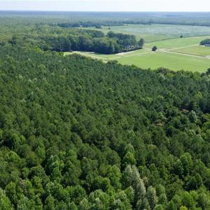 Photo #12 of 3224 Ives Road, Virginia Beach, Virginia 43.9 acres