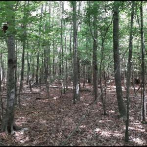 Photo #3 of 6568 Blackwater Road, Virginia Beach, Virginia 5.2 acres