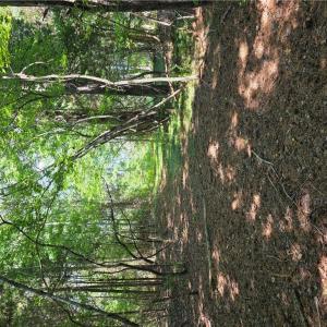Photo #6 of 2 acr Horn Harbor Avenue, New Point, Virginia 2.0 acres