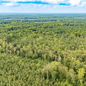 Photo #13 of 10+ac Beech Creek  (10.88Ac) Road, Gloucester, Virginia 10.9 acres