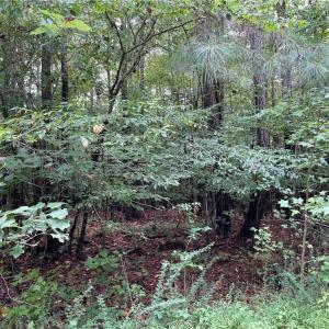 Photo #6 of 10+ac Beech Creek  (10.88Ac) Road, Gloucester, Virginia 10.9 acres