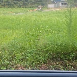 Photo #16 of 42-14 Chippokes Farm Road, Surry, Virginia 28.2 acres