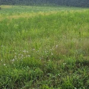 Photo #18 of 42-14 Chippokes Farm Road, Surry, Virginia 28.2 acres