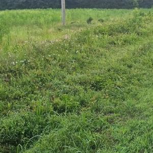 Photo #17 of 42-14 Chippokes Farm Road, Surry, Virginia 28.2 acres