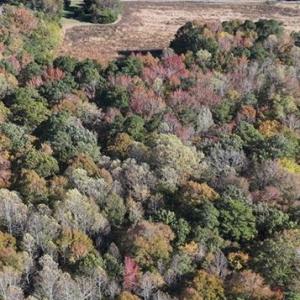 Photo #9 of 42-14 Chippokes Farm Road, Surry, Virginia 28.2 acres