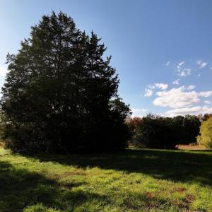 Photo #8 of 42-14 Chippokes Farm Road, Surry, Virginia 28.2 acres