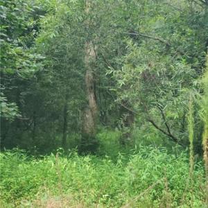 Photo #3 of 4364 Griffin Lane, Suffolk, Virginia 0.4 acres