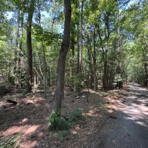 Wooded Lot