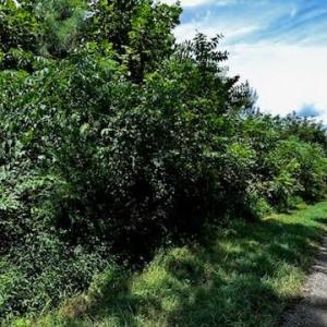 Photo #4 of 120+AC OLD CHURCH Road, New Kent, Virginia 128.0 acres