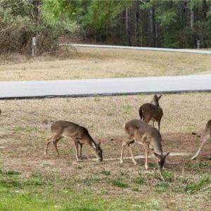 Photo #7 of 120 Colleton Circle, Edenton, North Carolina
