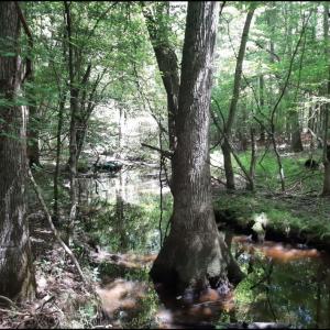 Photo #1 of 6628 Blackwater Road, Virginia Beach, Virginia 6.3 acres