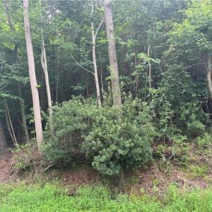 Photo #11 of 26AC Johnstown Road, Chesapeake, Virginia 26.5 acres