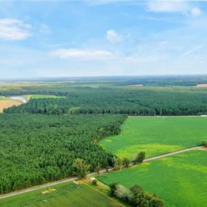 Photo #5 of 61+AC Ivor Road, Ivor, Virginia 61.0 acres