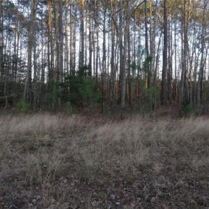 Photo #4 of 42 AC Strawberry Plaines, Ivor, Virginia 42.0 acres