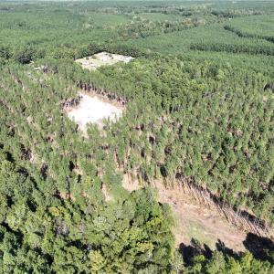 Back lot clearing for food plot or second home