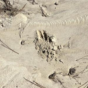 Photo #25 of 626. Manning. Drive, Valentines, Virginia 27.5 acres