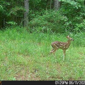 Photo #4 of 626. Manning. Drive, Valentines, Virginia 27.5 acres