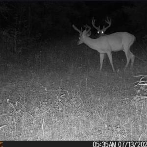 Photo #5 of 626. Manning. Drive, Valentines, Virginia 27.5 acres