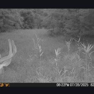 Photo #6 of 626. Manning. Drive, Valentines, Virginia 27.5 acres