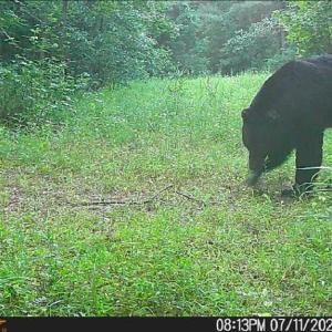 Photo #7 of 626. Manning. Drive, Valentines, Virginia 27.5 acres