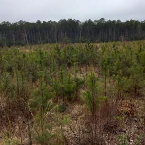 Photo #1 of Lot 9 Saw Mill Lane, Gloucester, Virginia 5.3 acres