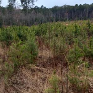 Photo #3 of Lot 9 Saw Mill Lane, Gloucester, Virginia 5.3 acres