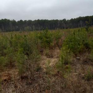 Photo #5 of Lot 9 Saw Mill Lane, Gloucester, Virginia 5.3 acres