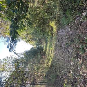 Photo #10 of 16.4ac Plainview Drive, Saluda, Virginia 16.4 acres
