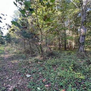 Photo #9 of 16.4ac Plainview Drive, Saluda, Virginia 16.4 acres