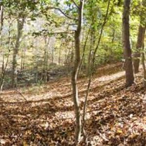 Photo #10 of 16.4ac Plainview Drive, Saluda, Virginia 16.4 acres