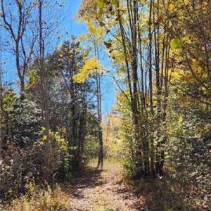 Photo #14 of 16.4ac Plainview Drive, Saluda, Virginia 16.4 acres