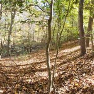Photo #10 of 16.4ac Plainview Drive, Saluda, Virginia 16.4 acres