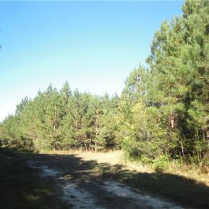 Photo #14 of 572 AC BUCKHORN RD & CHAPPELL Drive, Suffolk, Virginia 572.0 acres
