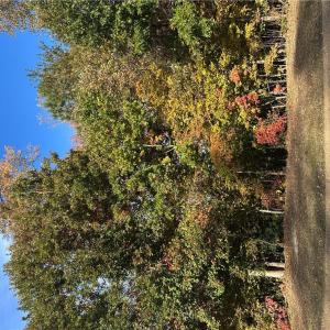 Photo #3 of 208 Monifieth, Williamsburg, Virginia 0.5 acres