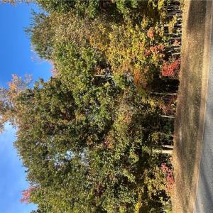 Photo #6 of 208 Monifieth, Williamsburg, Virginia 0.5 acres