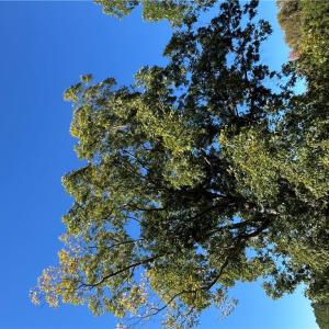 Photo #3 of 15045 Trump Town Road, Windsor, Virginia 9.1 acres