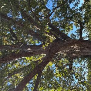 Photo #4 of 15045 Trump Town Road, Windsor, Virginia 9.1 acres