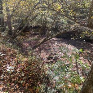 Photo #21 of 4720 Wightman Road, Chase City, Virginia 70.0 acres