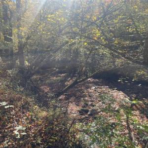 Photo #22 of 4720 Wightman Road, Chase City, Virginia 70.0 acres