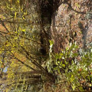 Photo #23 of 4720 Wightman Road, Chase City, Virginia 70.0 acres