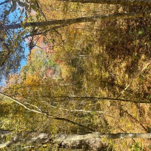 Photo #24 of 4720 Wightman Road, Chase City, Virginia 70.0 acres