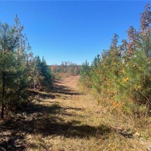 Photo #29 of 4720 Wightman Road, Chase City, Virginia 70.0 acres