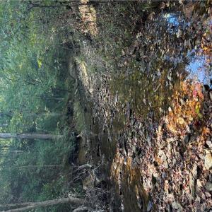 Photo #36 of 4720 Wightman Road, Chase City, Virginia 70.0 acres