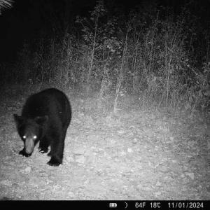 Photo #37 of 4720 Wightman Road, Chase City, Virginia 70.0 acres