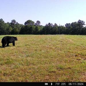 Photo #40 of 4720 Wightman Road, Chase City, Virginia 70.0 acres